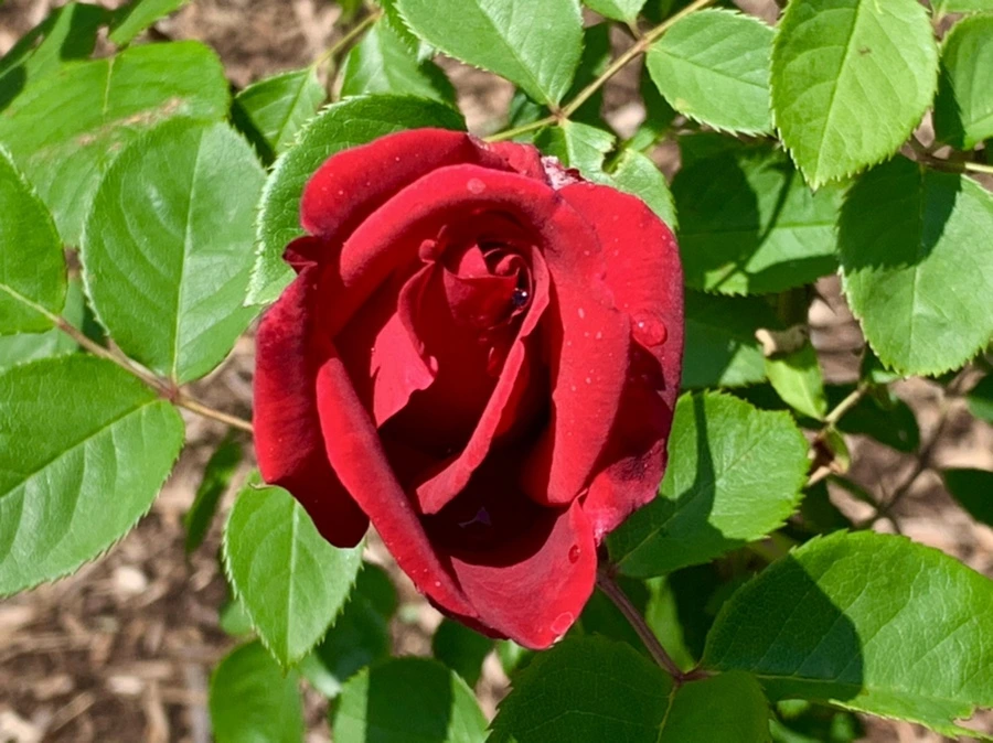 IMG_4255.jpg?type=w966