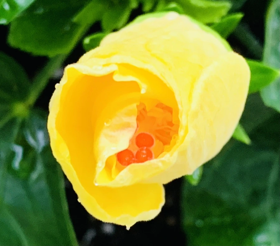 IMG_0234.jpg?type=w966