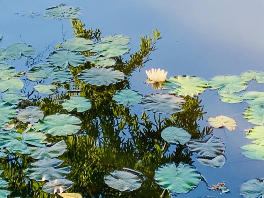 IMG_4254.jpg?type=w966