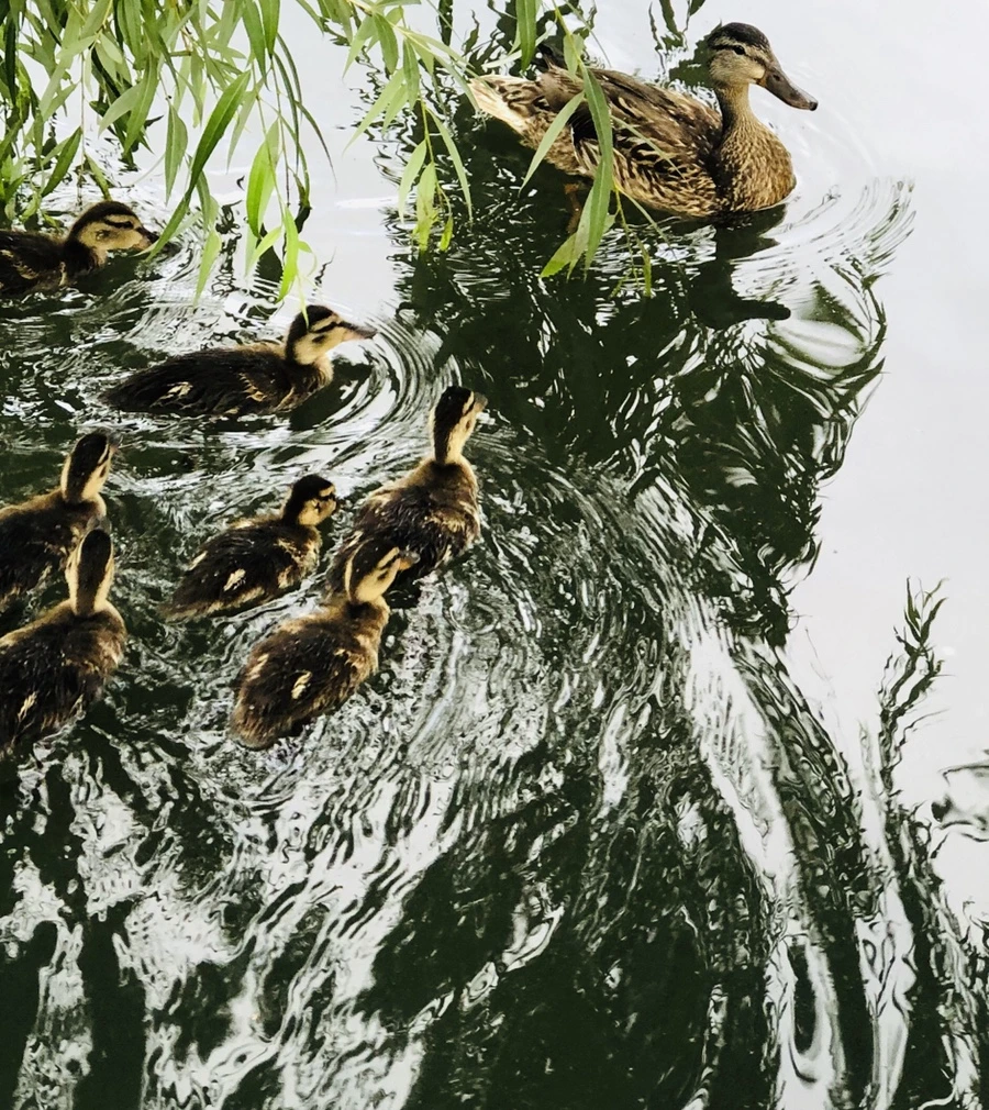 IMG_3123.jpg?type=w966