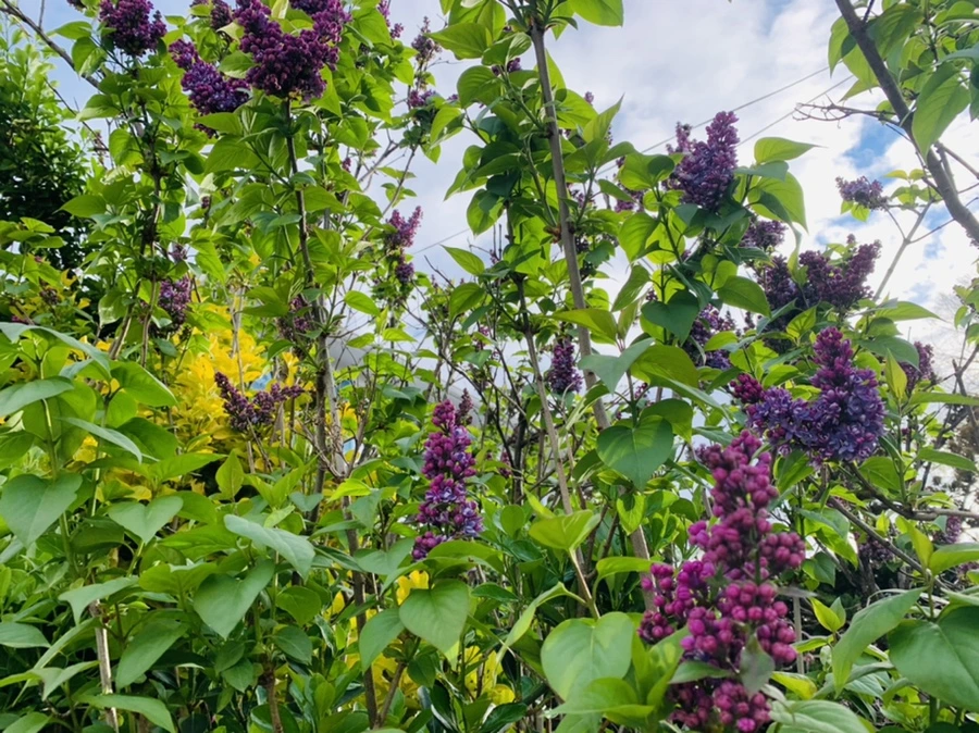 IMG_2861.jpg?type=w966