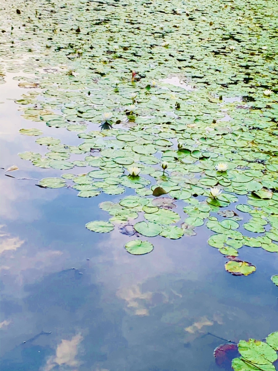 IMG_1867.jpg?type=w966