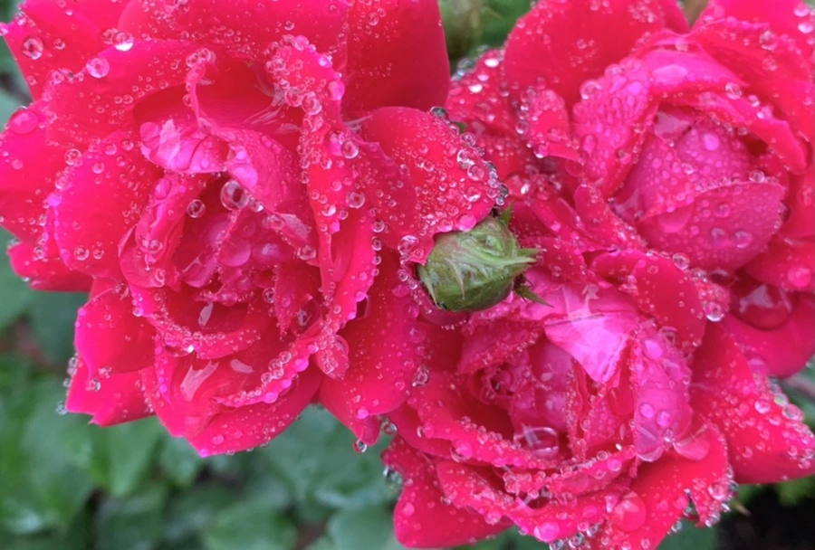 IMG_2651.jpg?type=w966