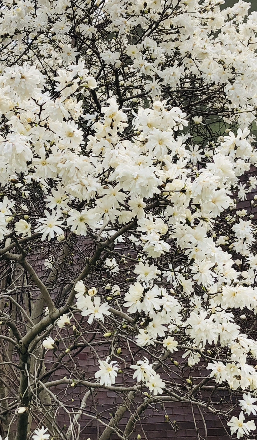 IMG_2575.jpg?type=w966