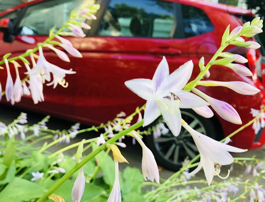 IMG_1870.jpg?type=w966