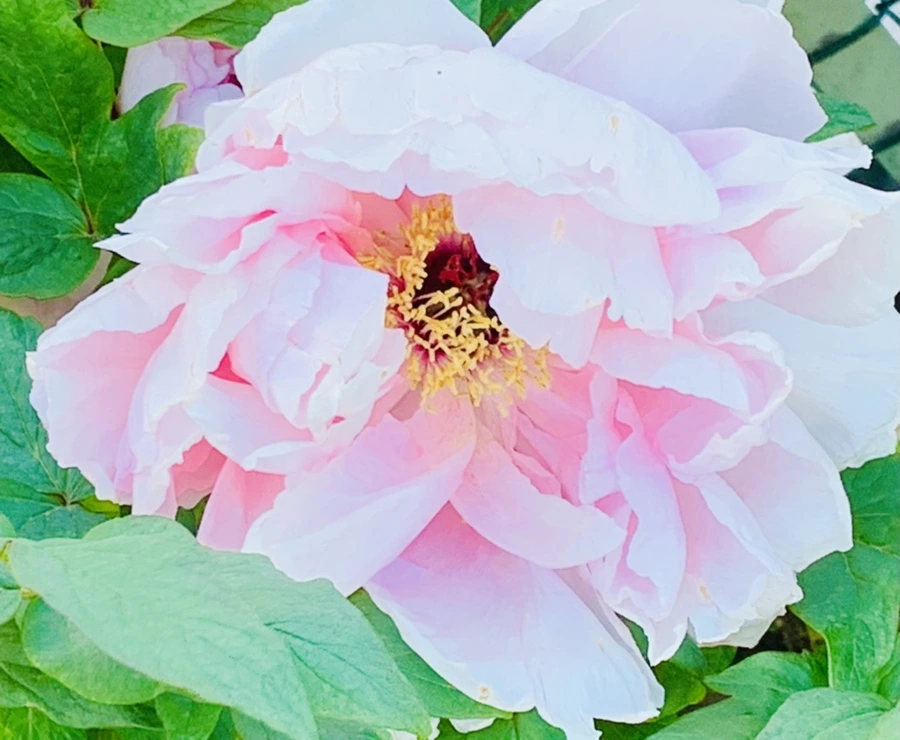 IMG_1993.jpg?type=w966