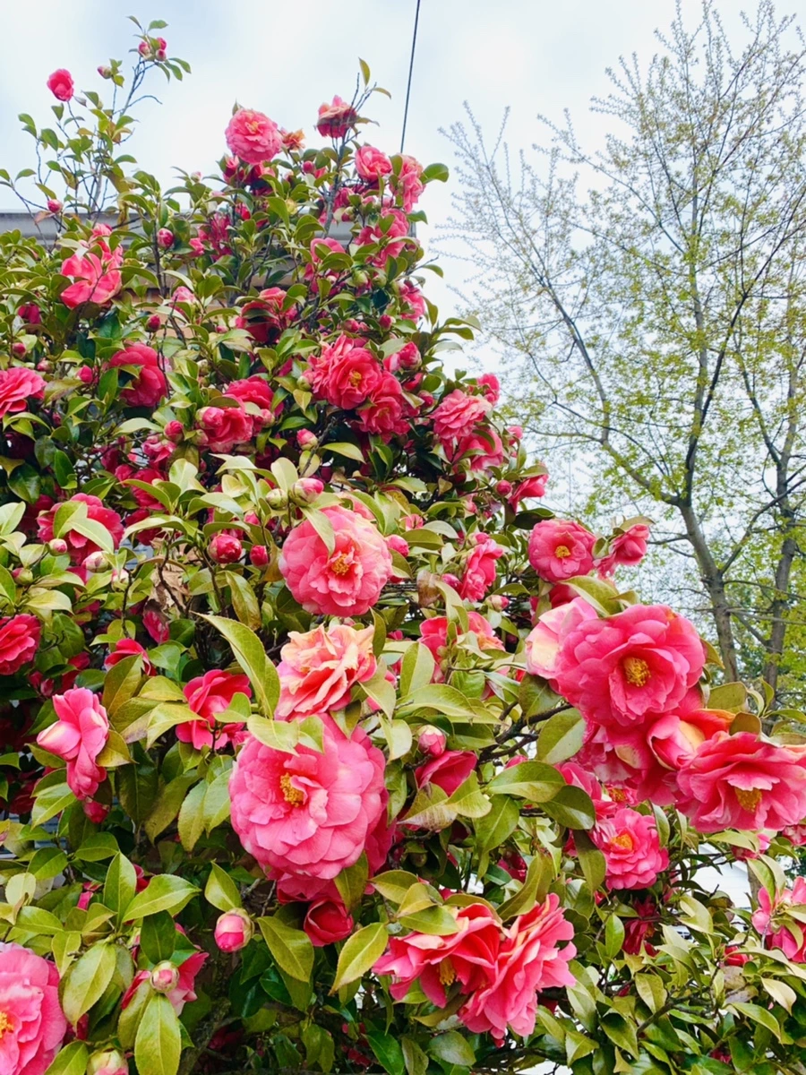 IMG_2921.jpg?type=w966