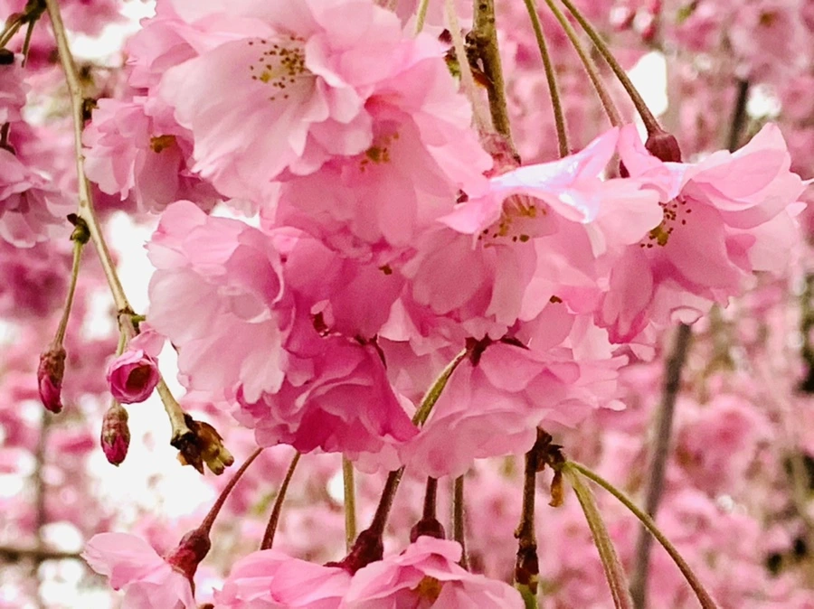 IMG_0796.jpg?type=w966