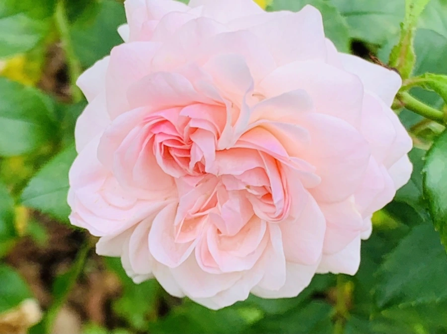 IMG_6900.jpg?type=w966