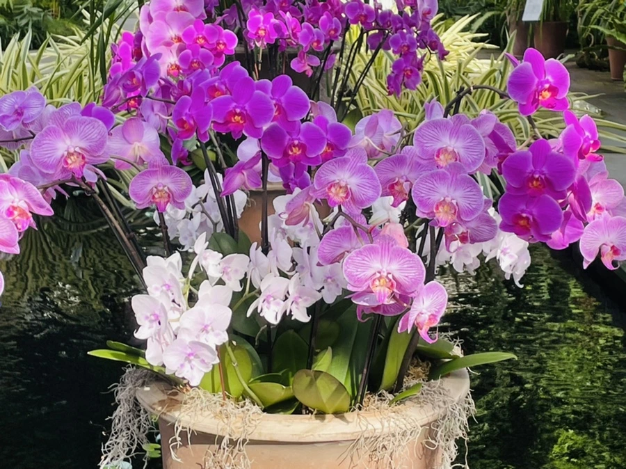 IMG_4465.jpg?type=w966