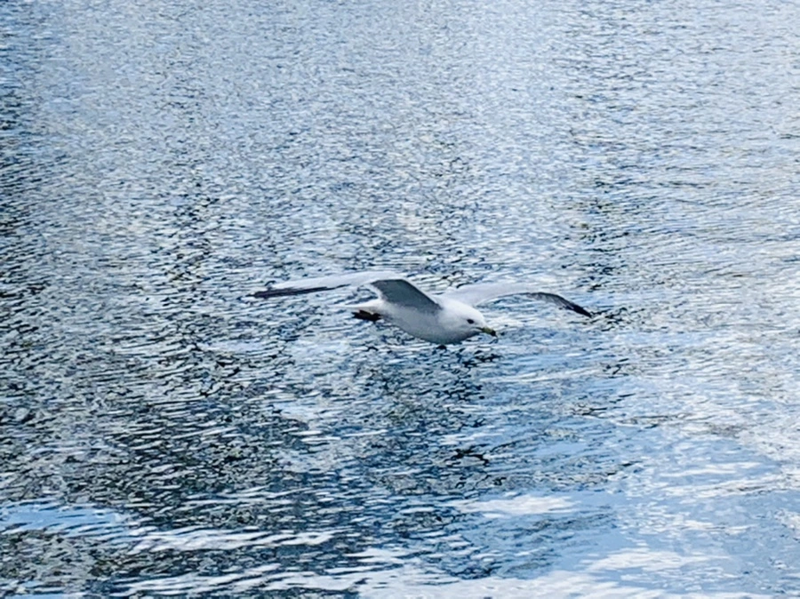 IMG_7424.jpg?type=w966