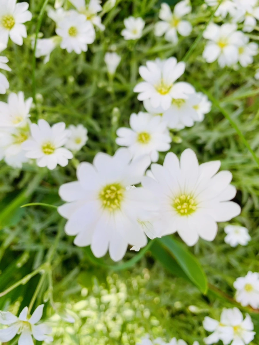 IMG_1083.jpg?type=w966