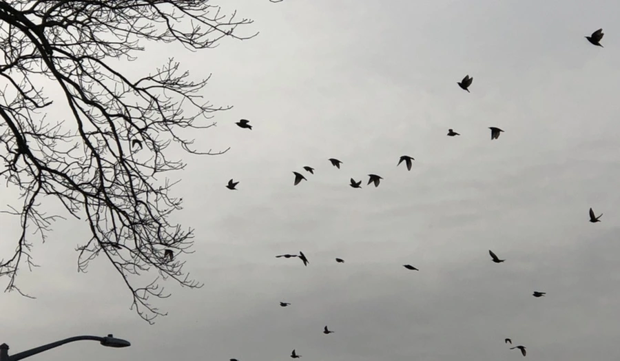 IMG_2180.jpg?type=w966