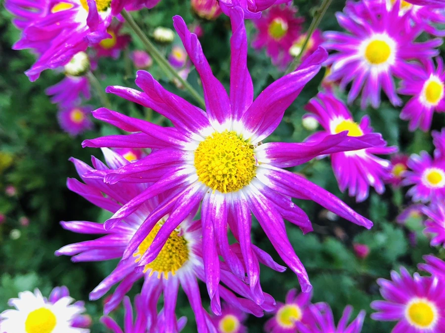 IMG_2675.jpg?type=w966