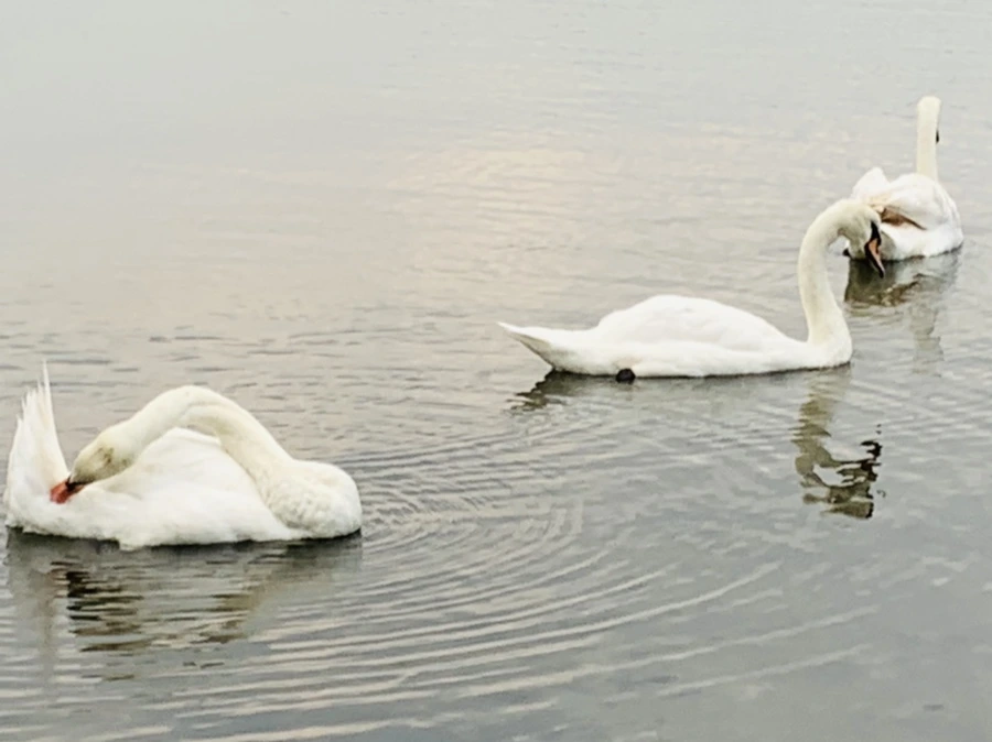 IMG_0324.jpg?type=w966