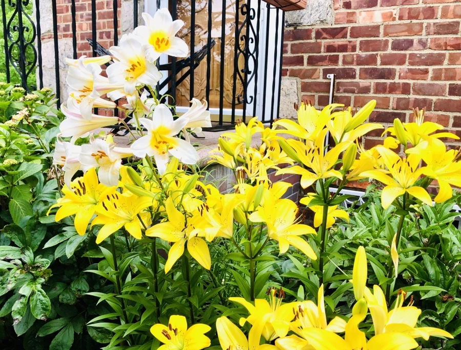 IMG_0241.jpg?type=w966