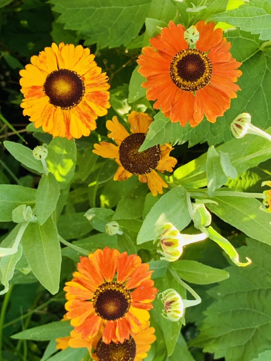 IMG_8436.jpg?type=w966