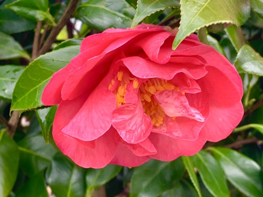 IMG_6234.jpg?type=w966