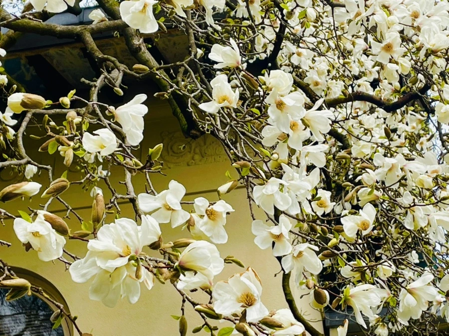 IMG_7478.jpg?type=w966