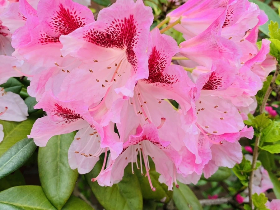 IMG_0683.jpg?type=w966