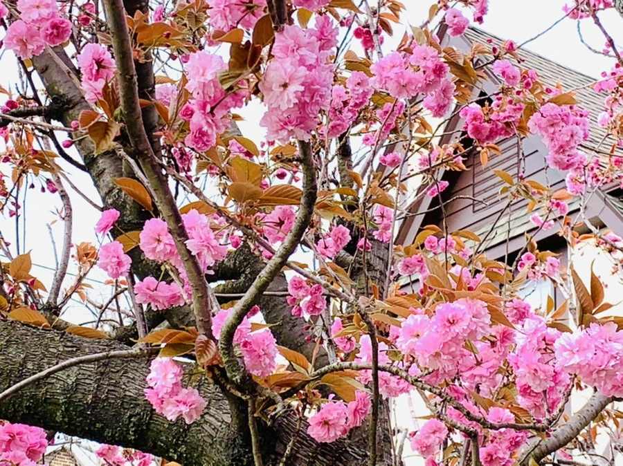 IMG_4421.jpg?type=w966