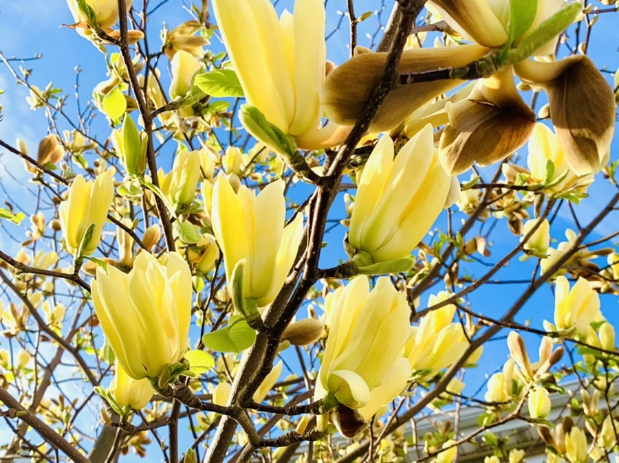 IMG_3138.jpg?type=w966