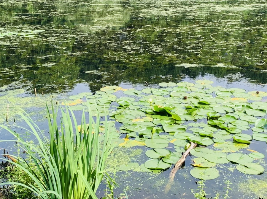 IMG_1219.jpg?type=w966