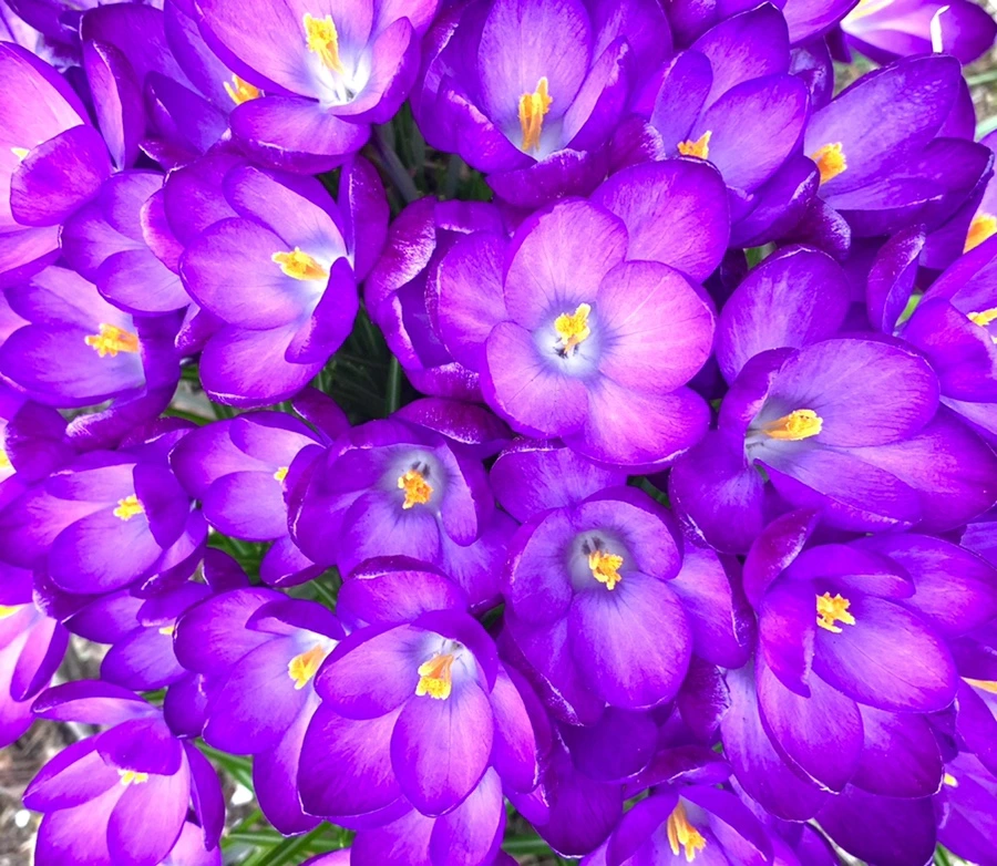 IMG_1067.jpg?type=w966