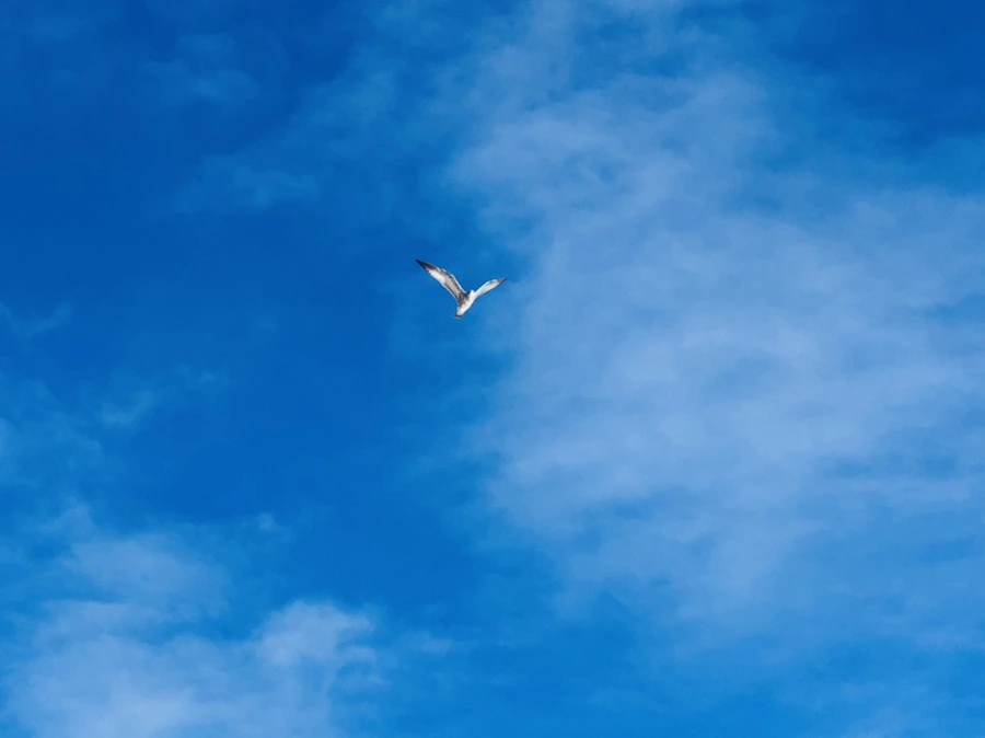 IMG_2956.jpg?type=w966