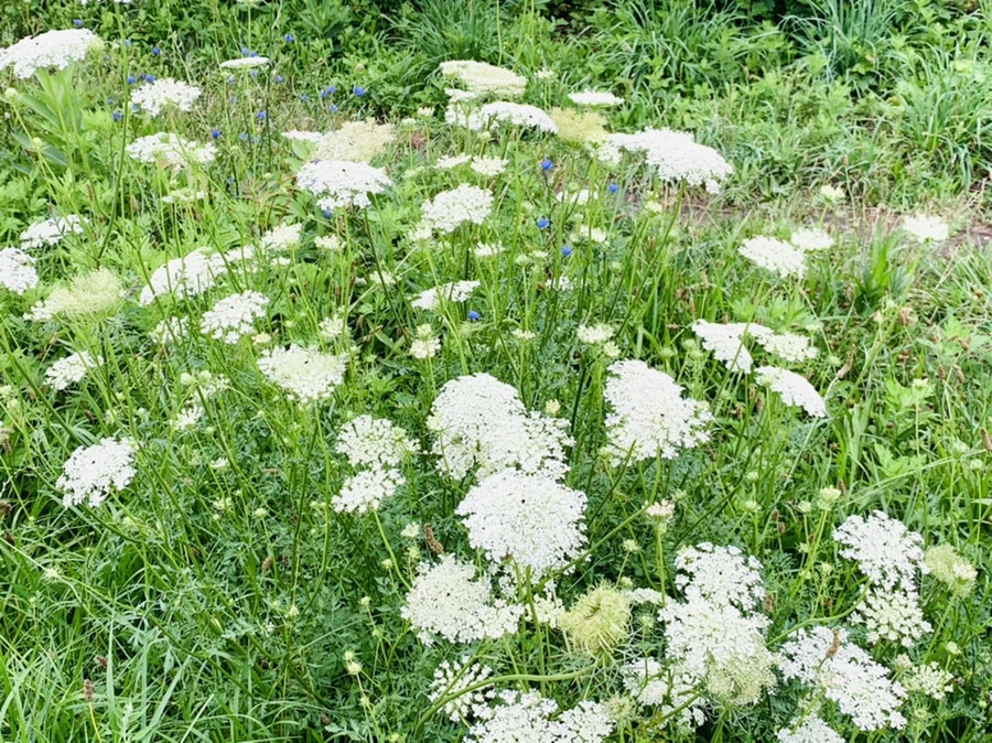 IMG_3773.jpg?type=w966