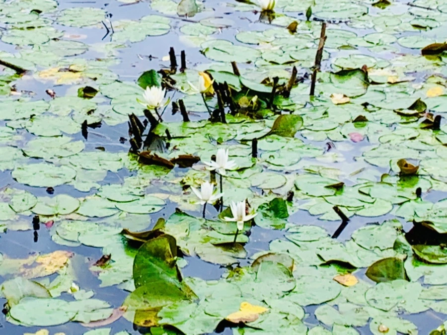 IMG_9103.jpg?type=w966