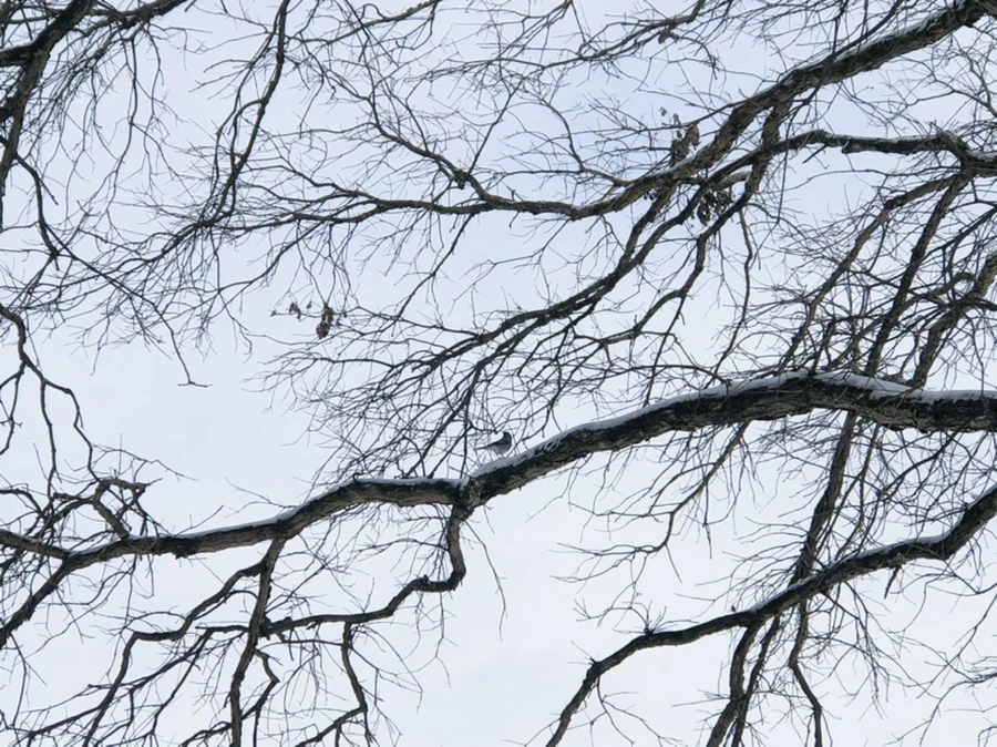 IMG_9472.jpg?type=w966