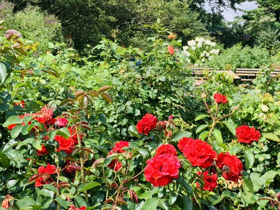 IMG_8479.jpg?type=w966