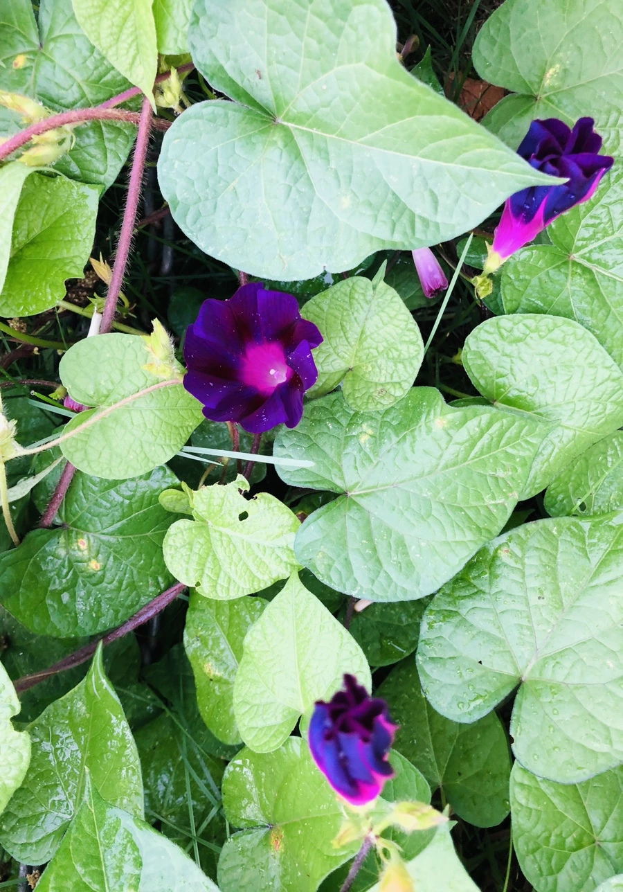 IMG_4312.jpg?type=w966