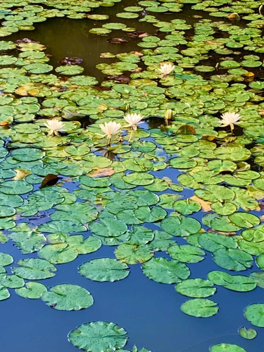 IMG_0800.jpg?type=w966