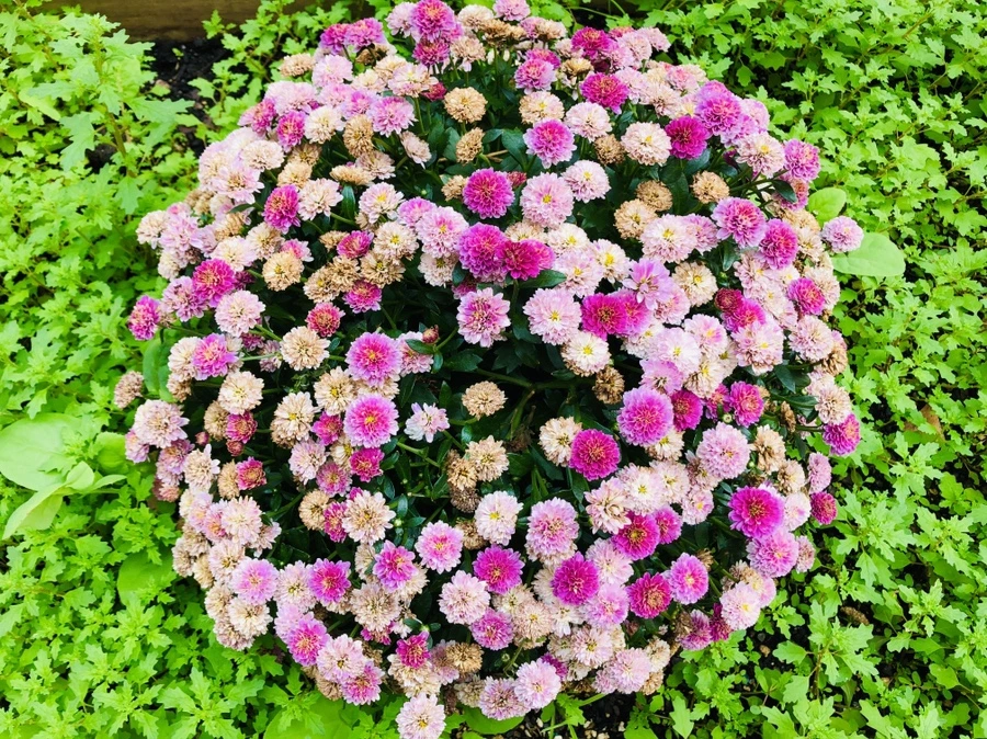 IMG_0275.jpg?type=w966