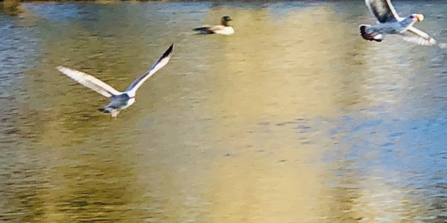 IMG_5567.jpg?type=w966