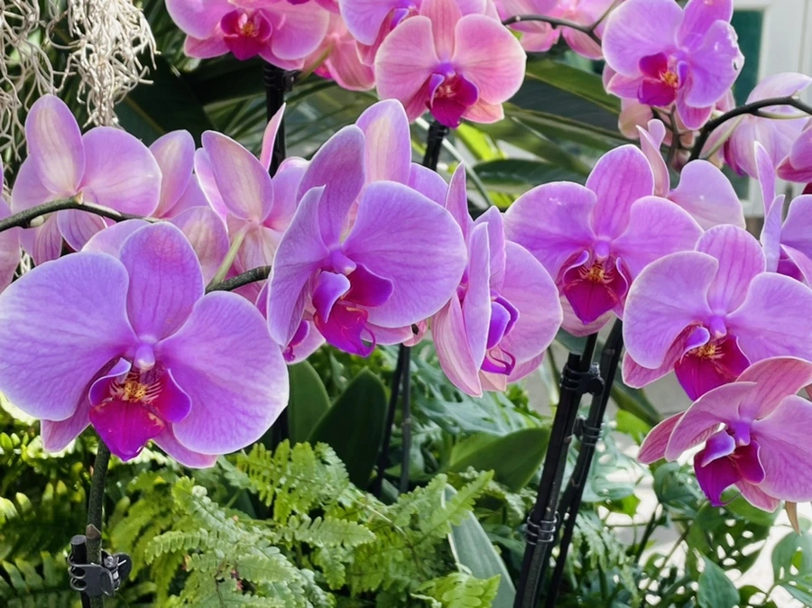 IMG_4435.jpg?type=w966