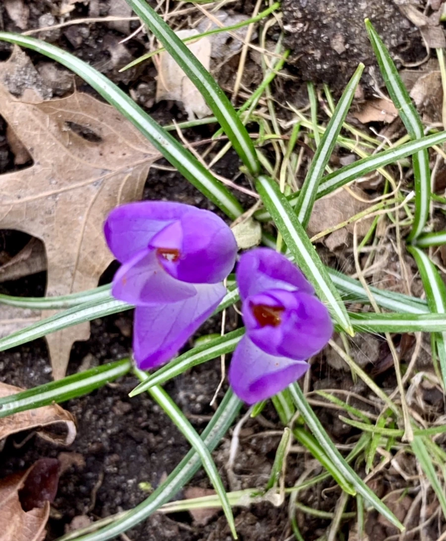 IMG_7073.jpg?type=w966