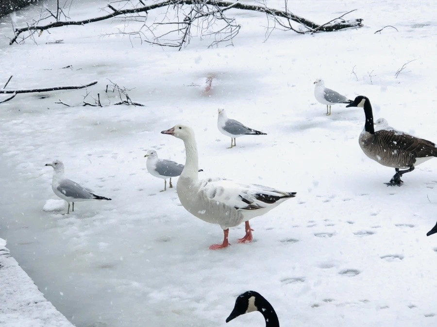 2V160vSz-33OCxm3ZywGRnMe8sI