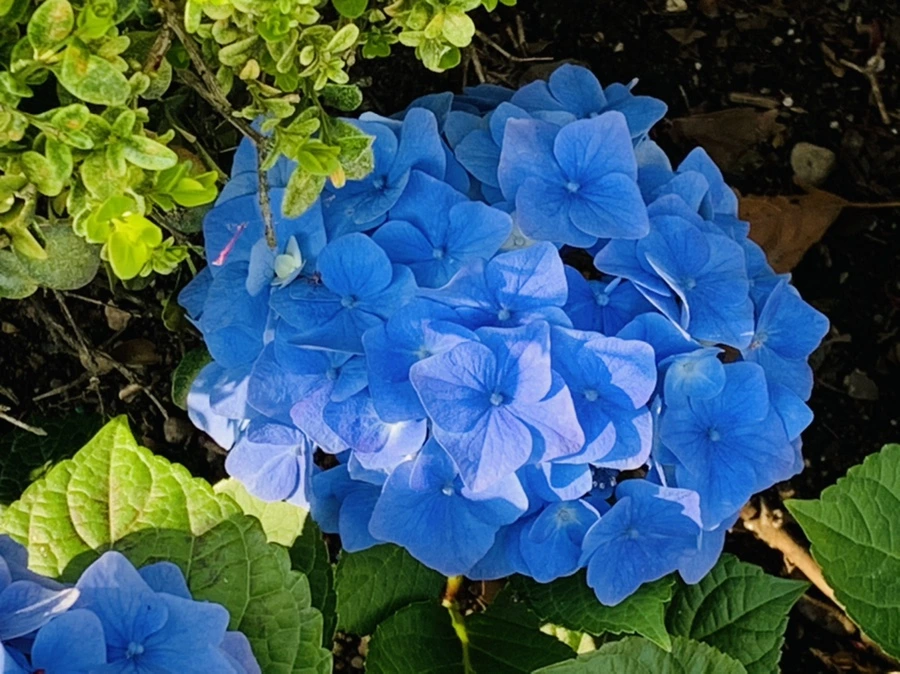 IMG_5012.jpg?type=w966