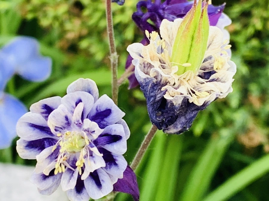 IMG_4496.jpg?type=w966