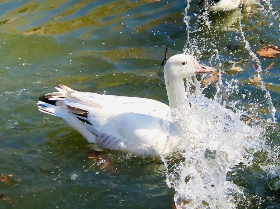 IMG_5188.jpg?type=w966