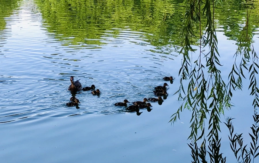 IMG_1110.jpg?type=w966