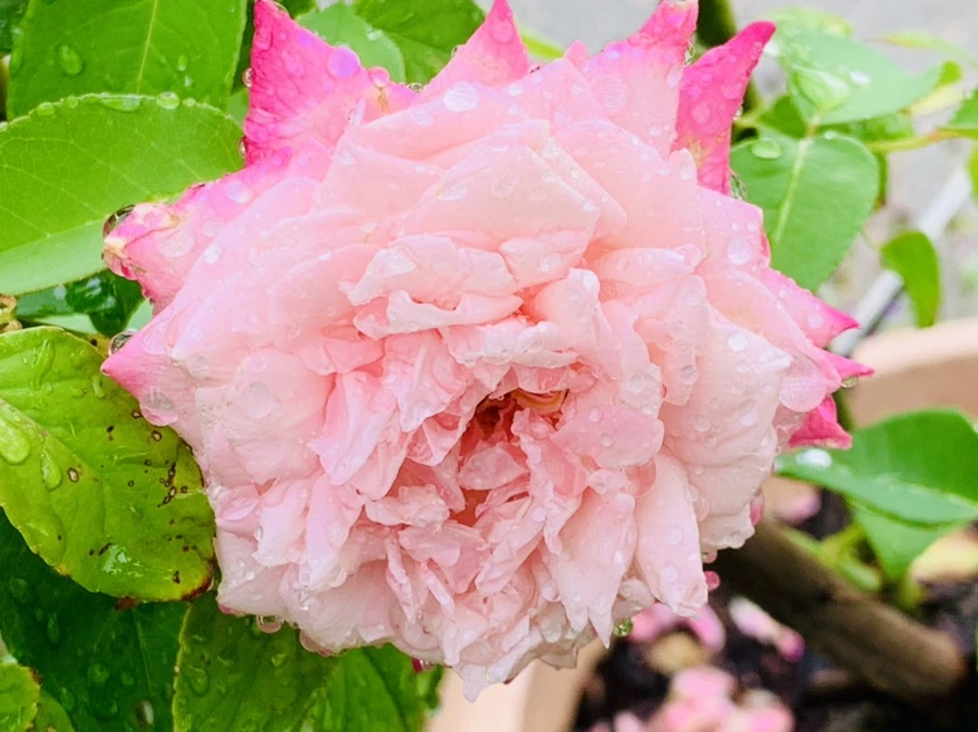 IMG_9582.jpg?type=w966