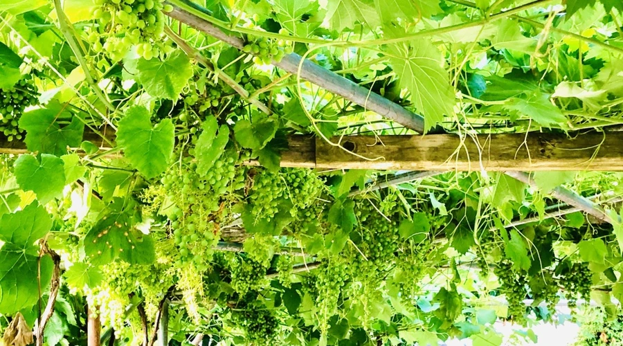 IMG_1142.jpg?type=w966