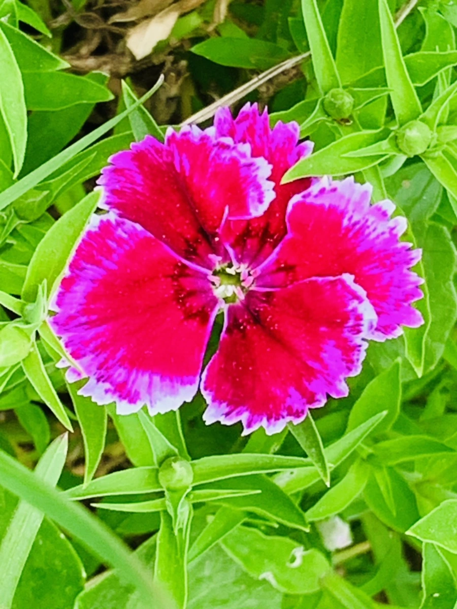 IMG_9027.jpg?type=w966