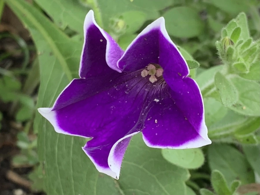 IMG_9043.jpg?type=w966