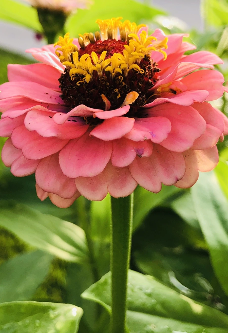 IMG_1788.jpg?type=w966