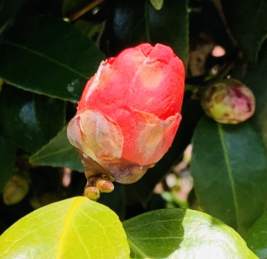 IMG_4341.jpg?type=w966